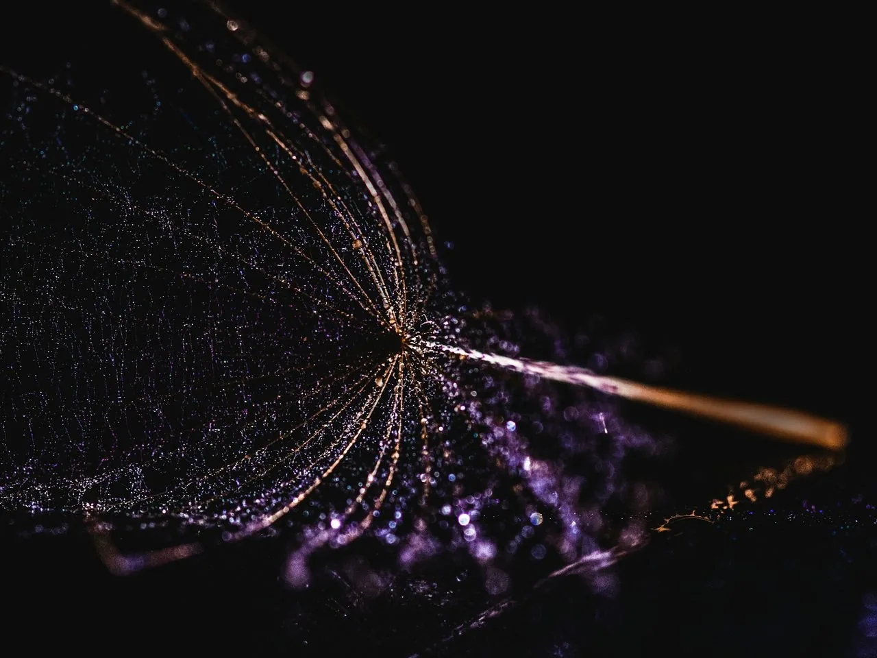 Filaments lumineux d’une graine sur fond sombre