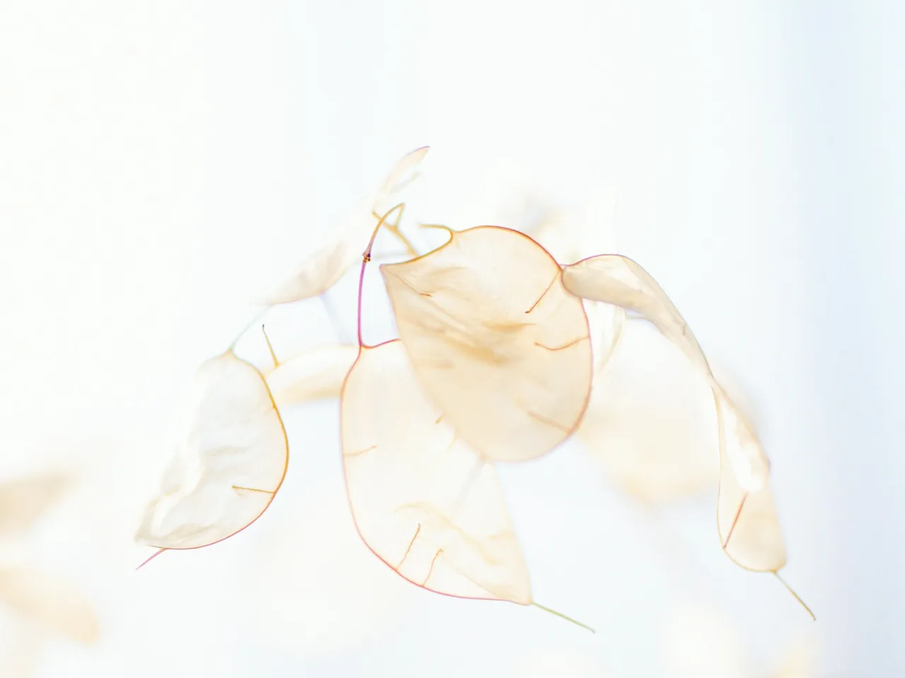 Pétales translucides suspendus dans une lumière claire