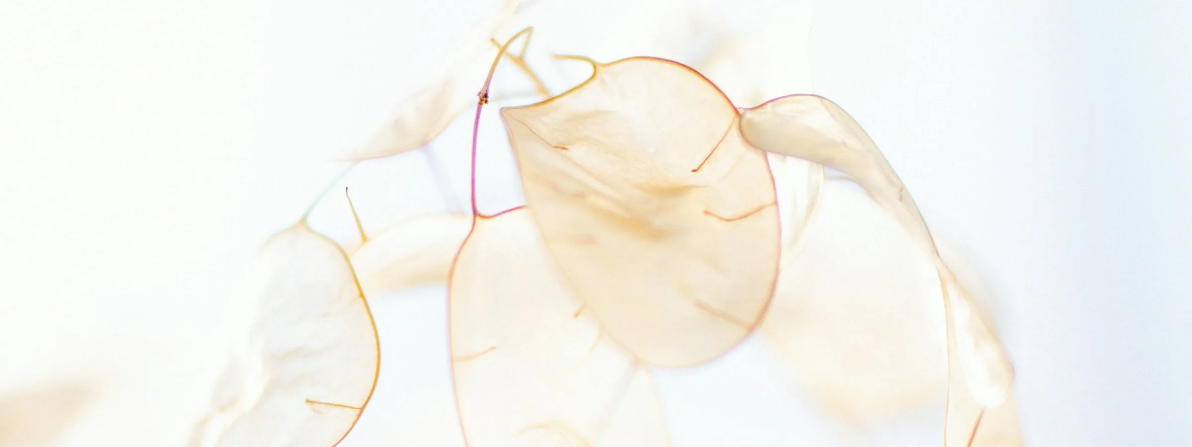 Pétales translucides réunis dans une lumière claire